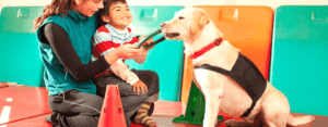 dogoterapia