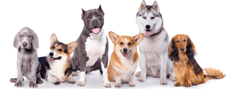 najłagodniejsze psy dla dziecka